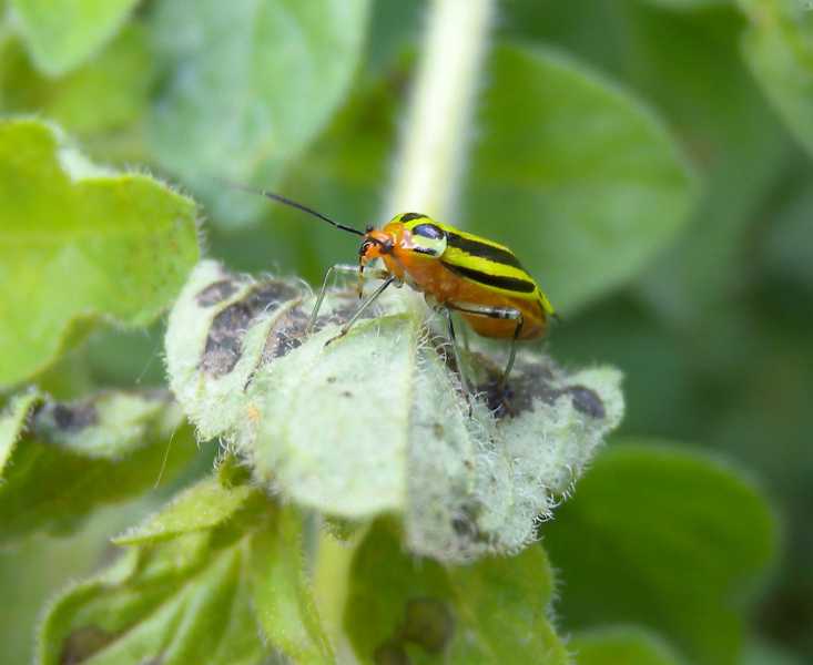 Tarnished and fourlined plant bugs